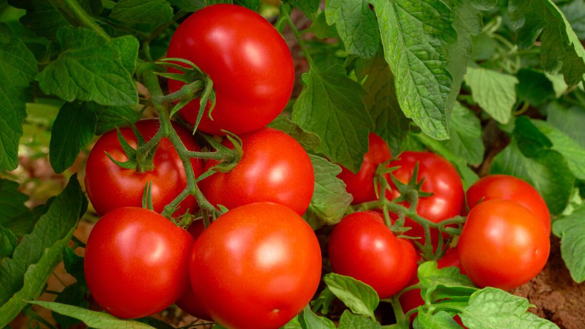 Tomato price rise not Debbie’s doing