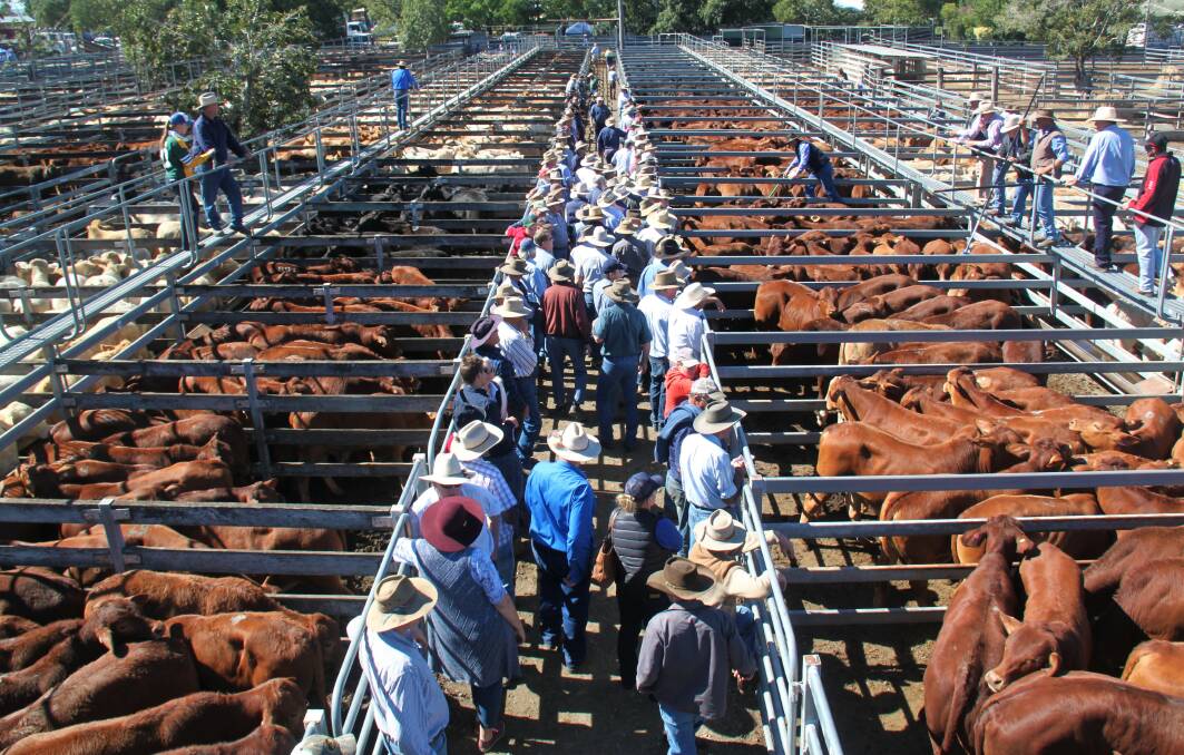 There was support from across three states for the Shepherdson & Boyd Toogoolawah Special weaner sale.