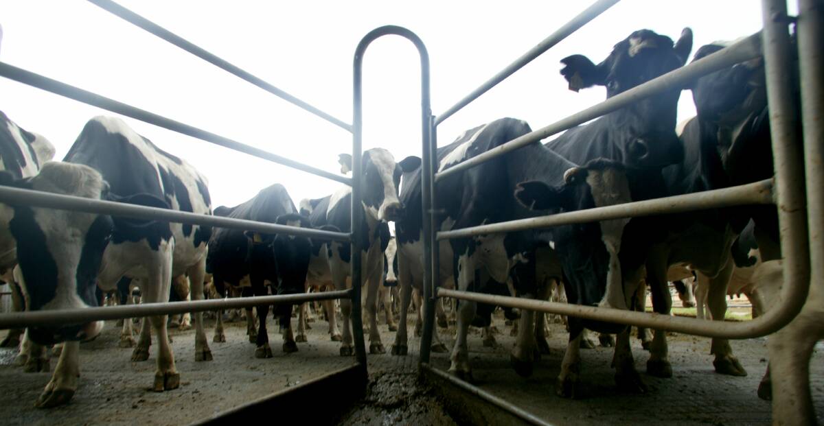 RISKS: Dairy farmers will need to be careful trading cattle after the government drops BJD protections on July 1.