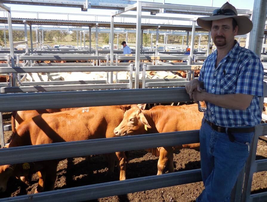 Rob Roles, Goomburra Valley Droughtmasters, sold Droughtmaster heifers for $1510 at the Droughtmaster infused / Store Sale at Beaudesert on Saturday.