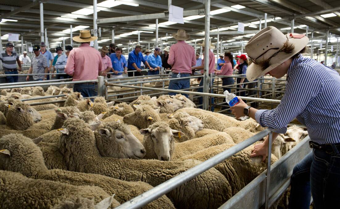 Market strengthening: Last week Horsham and Wagga set new records for lamb and sheep meats as processors compete aggressively for product. Picture: Ryan Stuart