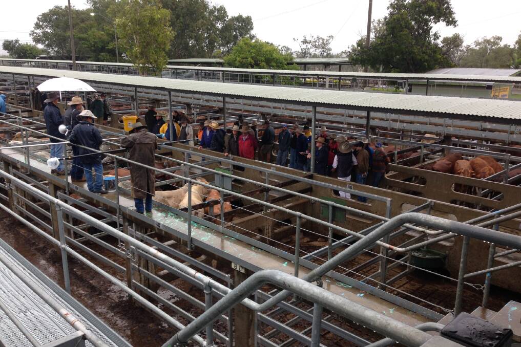 SOGGY SALE: Buyers huddle to avoid the rain at Gracemere on Friday. 