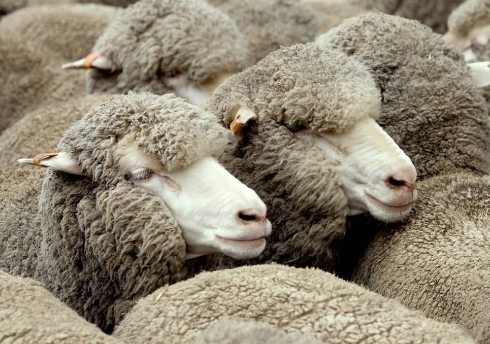Prices rebounded this week as the currency pendulum swung in favour of Australian woolgrowers.