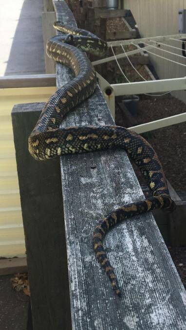 VISITOR: A carpet python spotted at Mount Cotton on Monday. Photo: Jeanette Dean