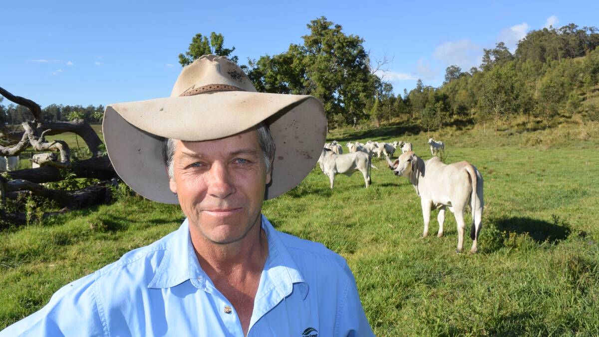 Super Forest Plantations' livestock manager Trevor McKenna with some of the 300 silver Brahman females in calf to Angus running under trees at the company's Sextonville property 'Dunrobin'. The primary responsibility of cattle is to reduce fire risk and weed pressure in a timber plantation with trees going on three years old.