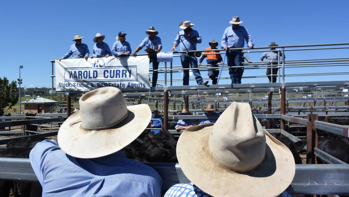 More than 1700 head were auctioned on Thursday at Tenterfield where  through Harold Curry with Matthew Duff taking the bids while Queensland buyers lifted sales by more than 30c/kg in the wake of rain.