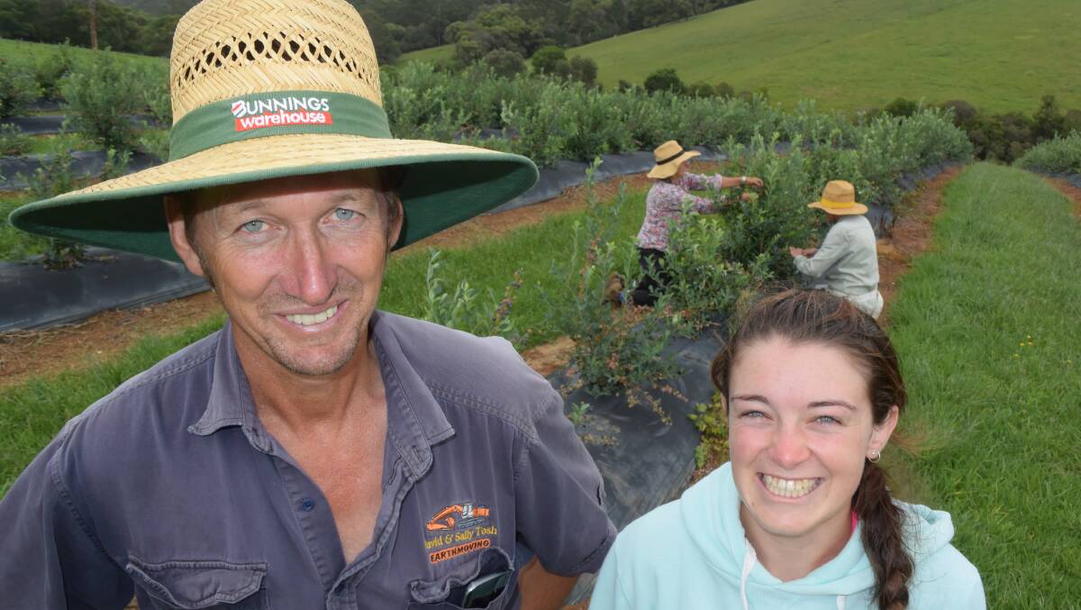 David Tosh and Tahnee Beelitz are pioneering blueberry production on granite soils west of Dorrigo. They are cautiously optimistic of success given their cooler climate.