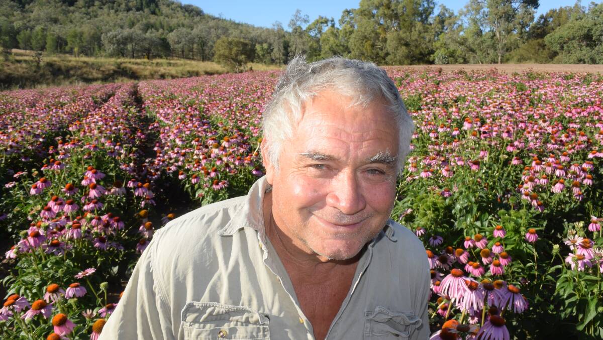 Bob South, Echinacea grower, Mingoola, swapped from tobacco as a cash crop in the late 1990s and has found his old system neatly dovetails with the new medicinal herb.