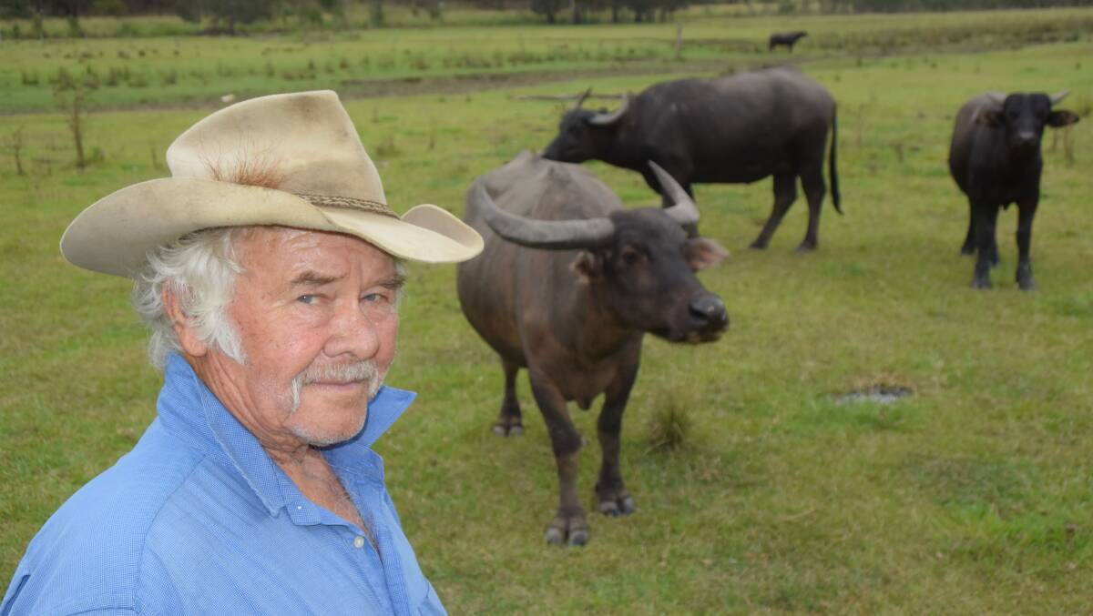 John Lloyd, Yarrabee via Kempsey with his beloved buffalo.