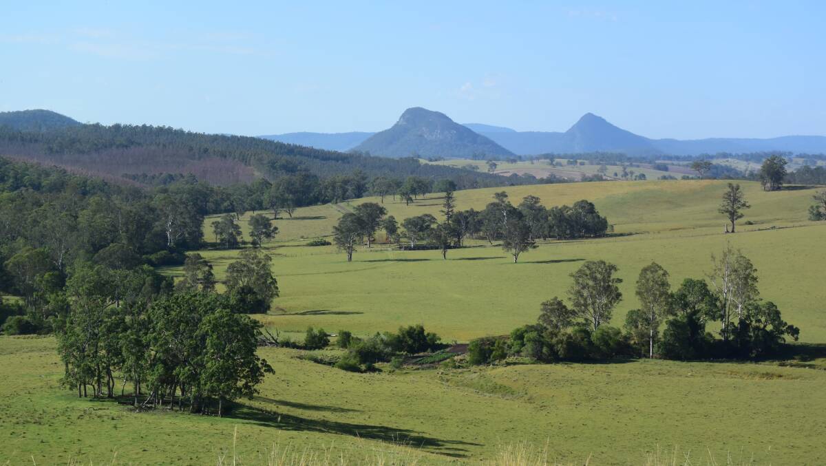 Views of prominent volcanic plugs the Crown and the Beehive frame perfect pasture although annual rainfall was down 300mm before storms arrived in early December.