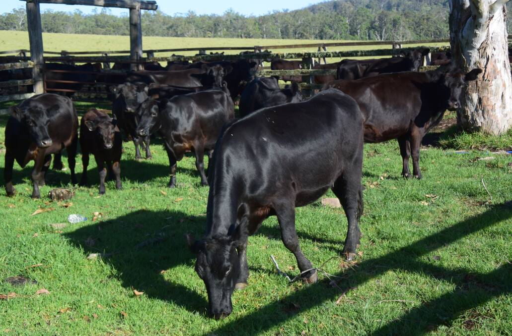 Black Cattle on Beaury Creek, Urbenville have their genetic roots in Angus bred by Hugh Mulcahy of the original Grimstead stud. These days the herd is moving forward with help from artificial insemination and embryo transfer.