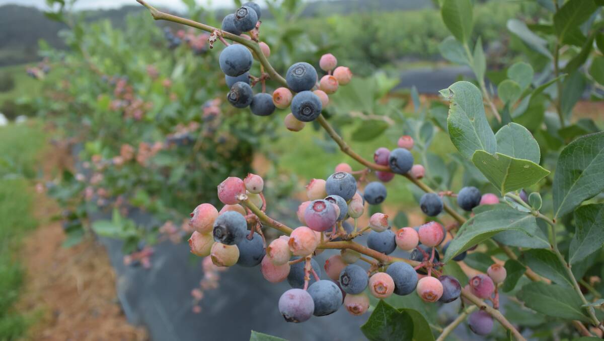 Blueberries ripen over time as seen here on the Dorrigo Plateau.