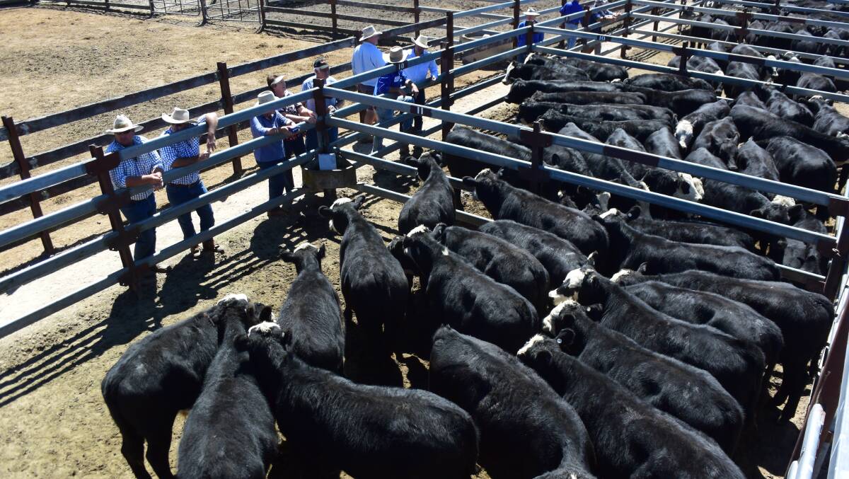 George and Helen Mulherin, Tenterfield, sold Angus steers with Booroomooka and KO blood to a top of $1181 for 357kg at 331c/kg to buyer Keiran te Velde, Bob Jamieson Agencies, Inverell, for backgrounding at Rivendell to help satisfy what is expected to be a short-supply winter feeder market.