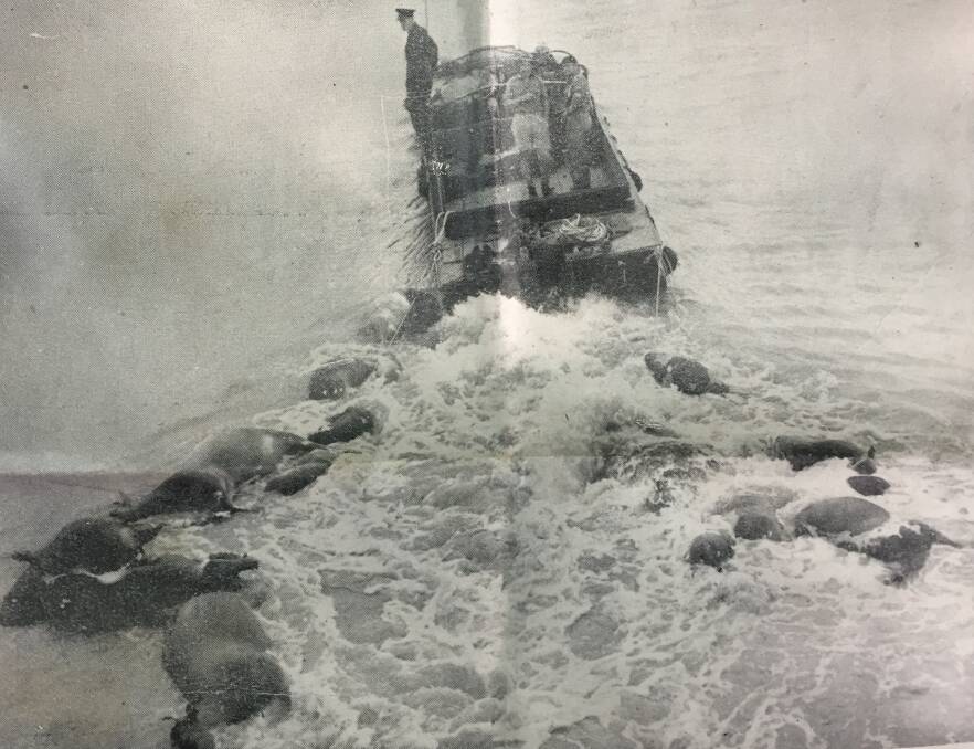 A photo reproduced in a souvenir edition of the Macleay Argus showing an Army duck towing the carcases of drowned cattle down river for a proper burial. Photo courtesy Macleay River Historical Society.