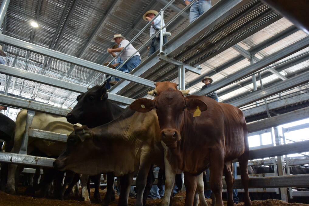 Cattle sold under cover at the new look Northern Rivers Livestock Exchange.