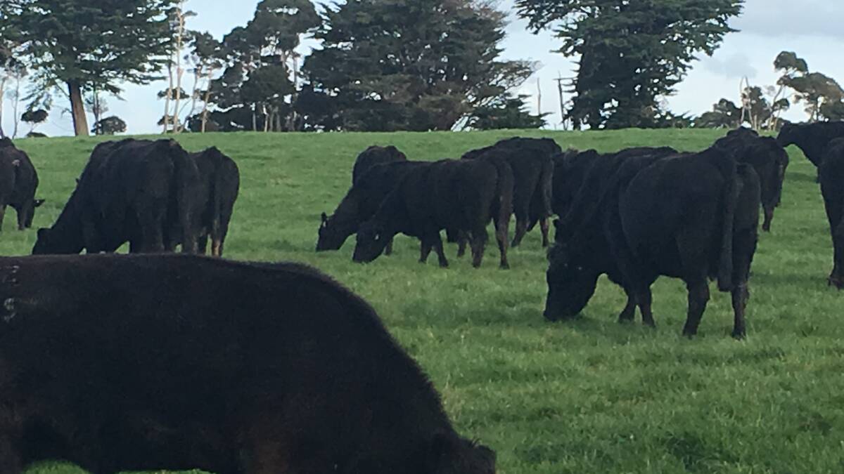 The Raff family's plan is to build cow numbers to 1000 head and finish steers to a target carcase weight of 370 to 400 kilograms between 18 and 24 months of age