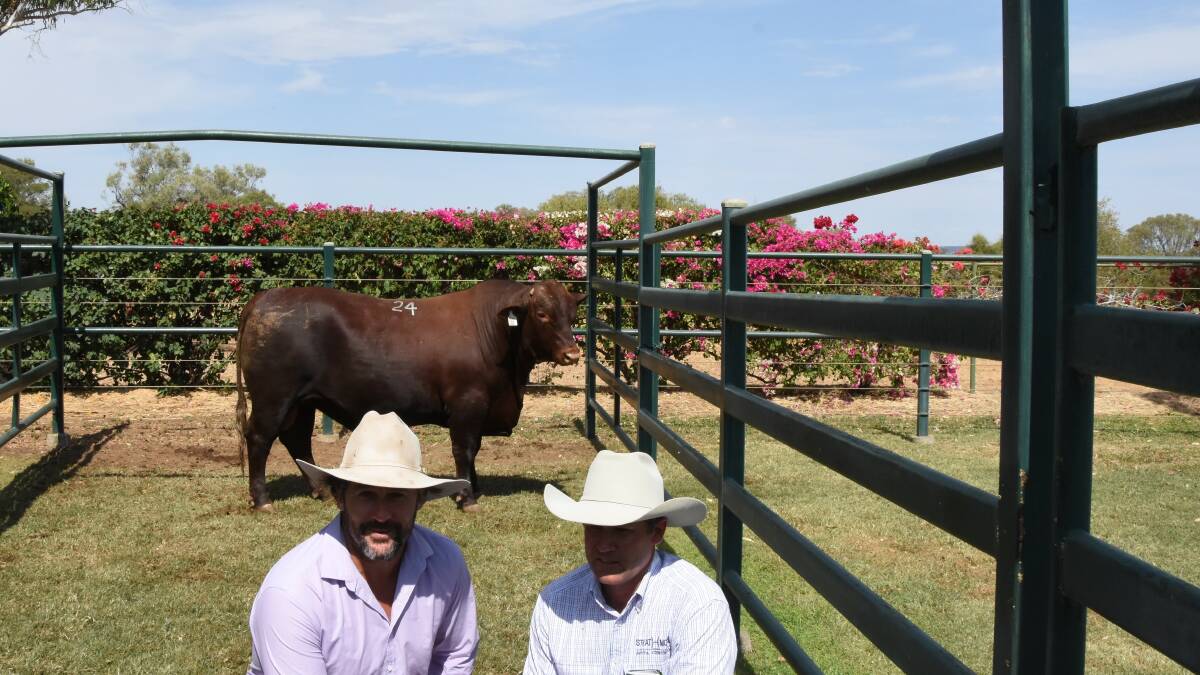 Andrew Bassingthwaighte and Ben Walker with the top priced bull at the 2018 Strathmore Santa Gertrudis sale, Strathmore Nexus (PS).