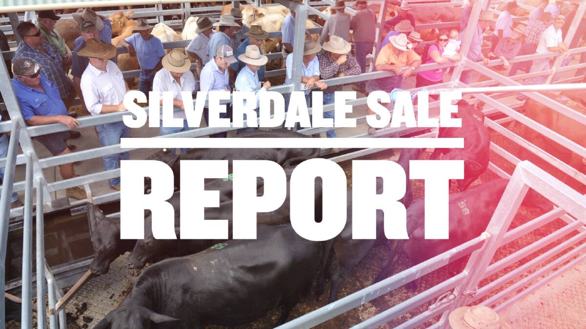 Heavy Droughtmaster cows sell for $1365 at Silverdale