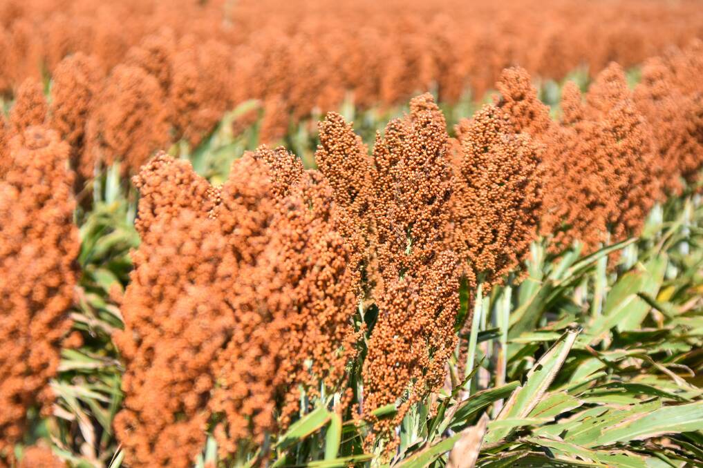 Sorghum set to be harvested at Dalby Downs in the coming weeks. Picture: Ben Harden 