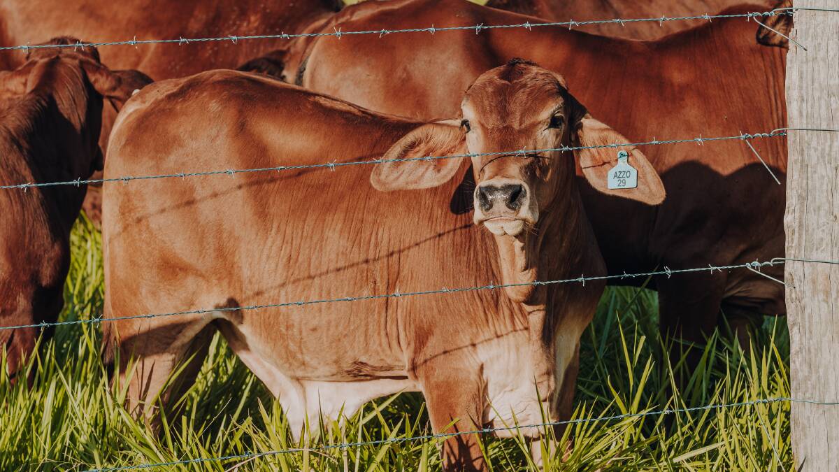 From cane to beef cattle for far North Queensland producer