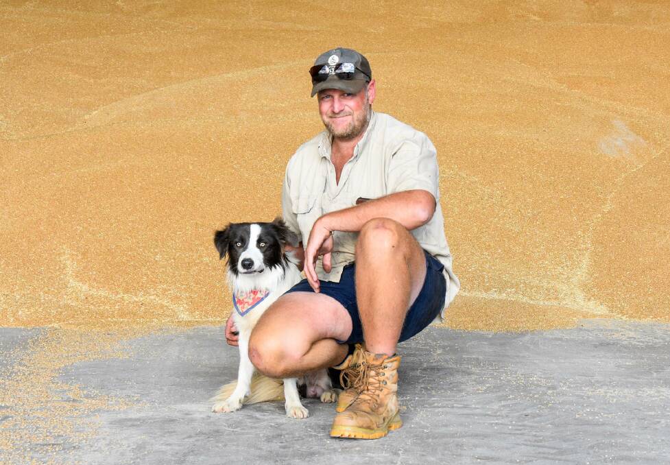 Central Queensland grain grower Jono Armstrong, with his dog, Texas, and the pile of wheat he was accidentally scooped up with. PIcture: Ben Harden 