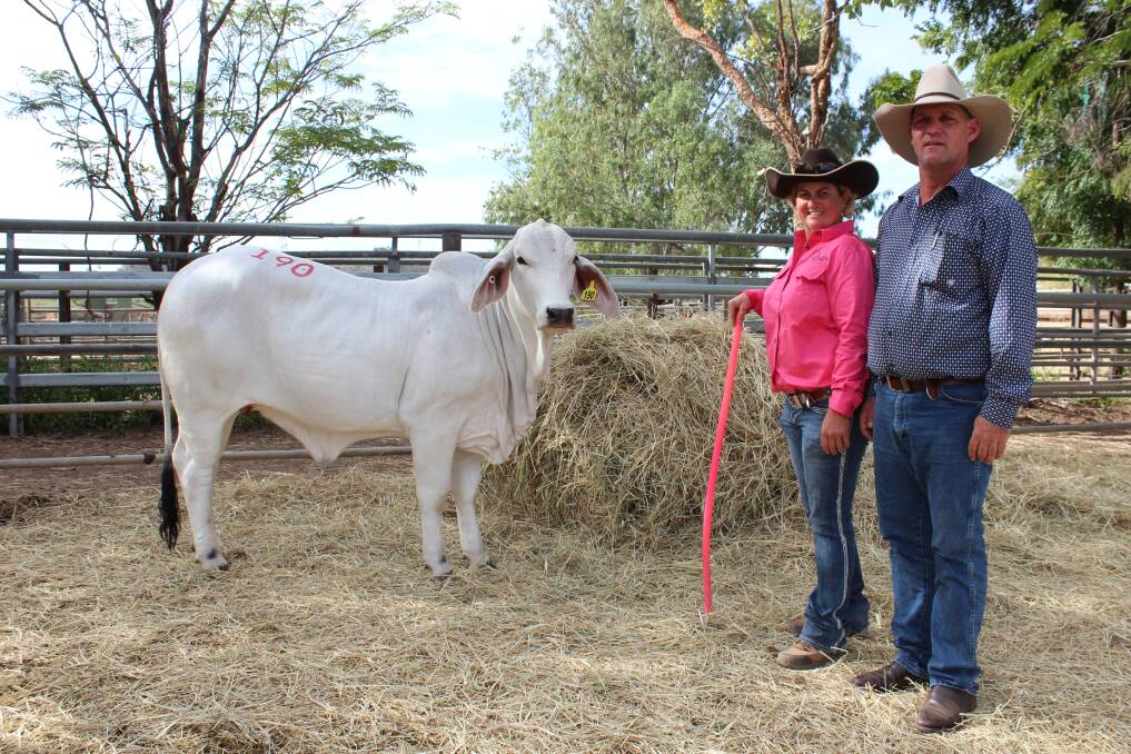 UNJOINED: Representing Elrose Brahman Stud, Cloncurry, Brooke Jefferis and purchaser Lawson Camm, Cambil Brahmans, Proserpine with the top price heifer. Photo: Samantha Walton.