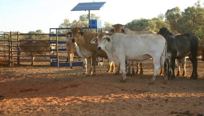 Glenflorrie Station, Western Australia participated in the research of the Remote Livestock Management System on their herd.