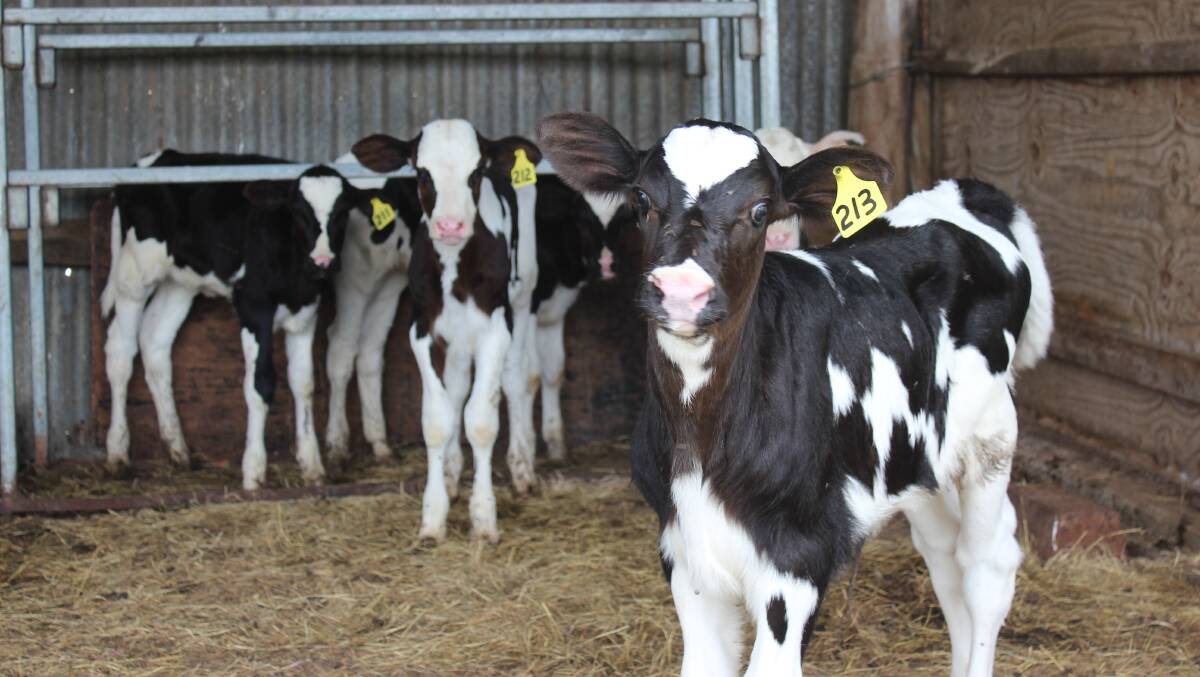 Calves on the Veresdale Scrub farm. Photo: Jocelyn Garcia