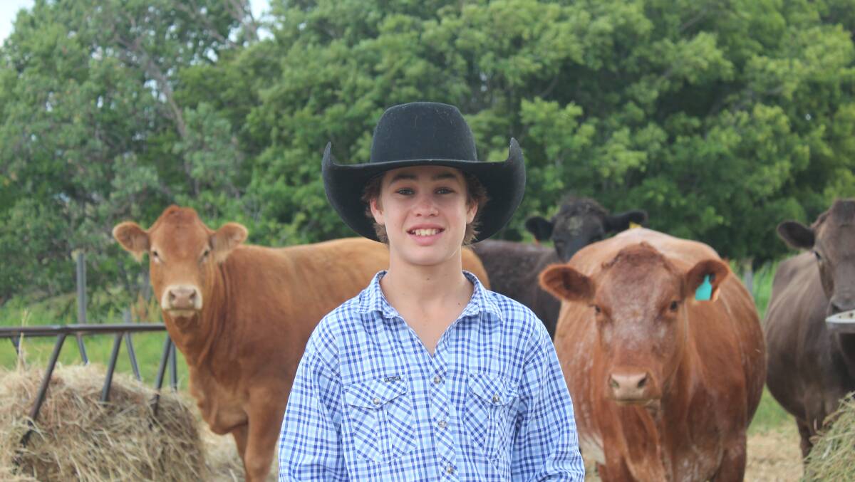 YOUNG, SMART AND READY: Billy Goetsch with his cattle for next year's Ekka. Photo: Jocelyn Garcia.