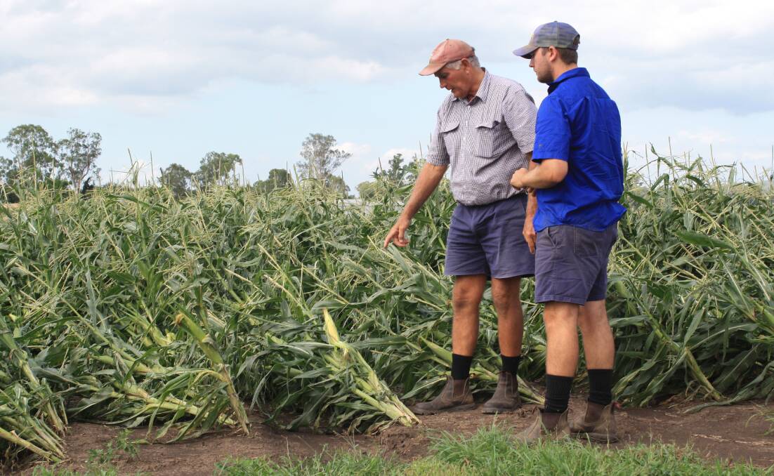 Keith and Scott Moore hope to salvage half of the corn that was pushed over by the wind.