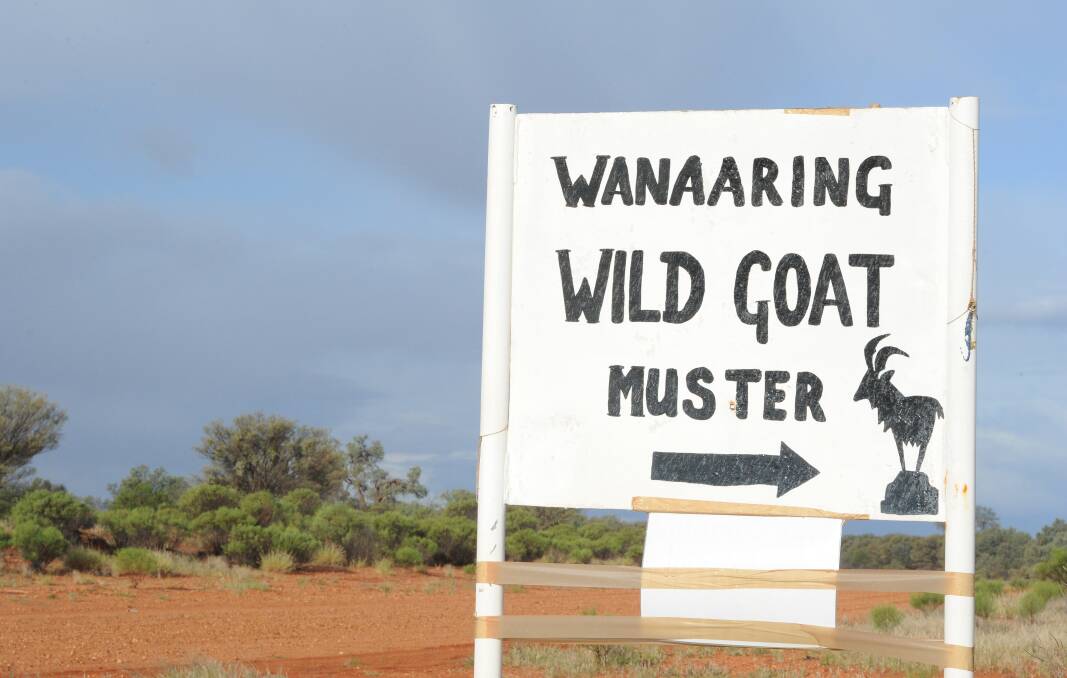 Plenty to do in Wanaaring including chasing goats.