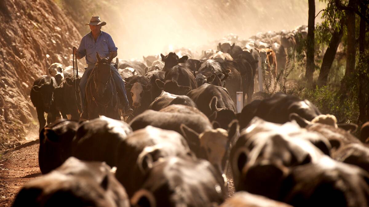 Cattle tick regulations set to change