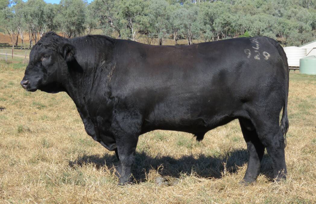 Outstanding:  Burenda Jubilee QBUJ 196, sired by Ayrvale Bartel E7, has great EBVs, weighs in at 900 kilograms and sports a scrotal measurement of 45cm.  