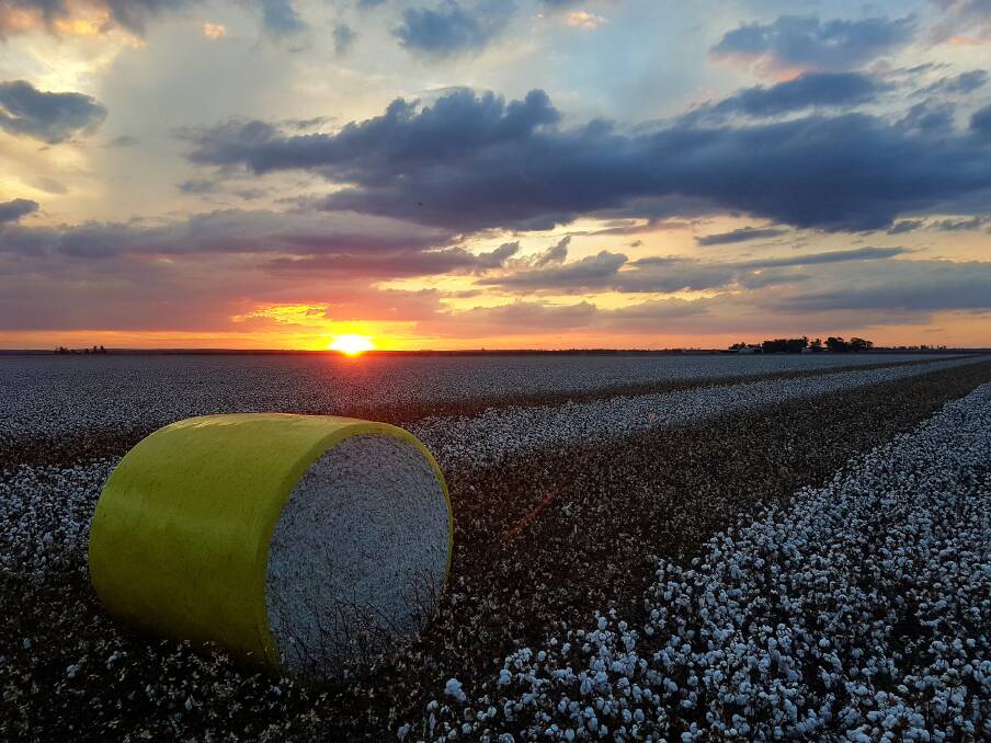 A photo of the sun setting behind cotton at Wamara, Cecil Plains, has won the #Qldharvest17 competition. Photo: Tyson Armitage