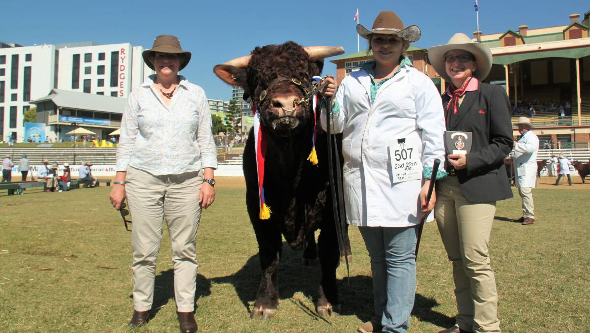 Owned by Vic Edwards, Vix Stock Breeding, Mullaley, NSW, the Grand Champion Devon bull Vix Lodestone was presented the champion ribbon by special guest Joy Cottey, Garradon Devon Stud, Devon, UK, led by Sam Fletcher, Tenterfield, with the trophy presented by Lisa Hedges, Elders Toowoomba. 