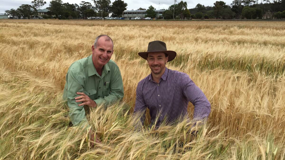 Landmark senior agronomist Paul McIntosh and Dr Lee Hickey, QAAFI, inspecting the barley.