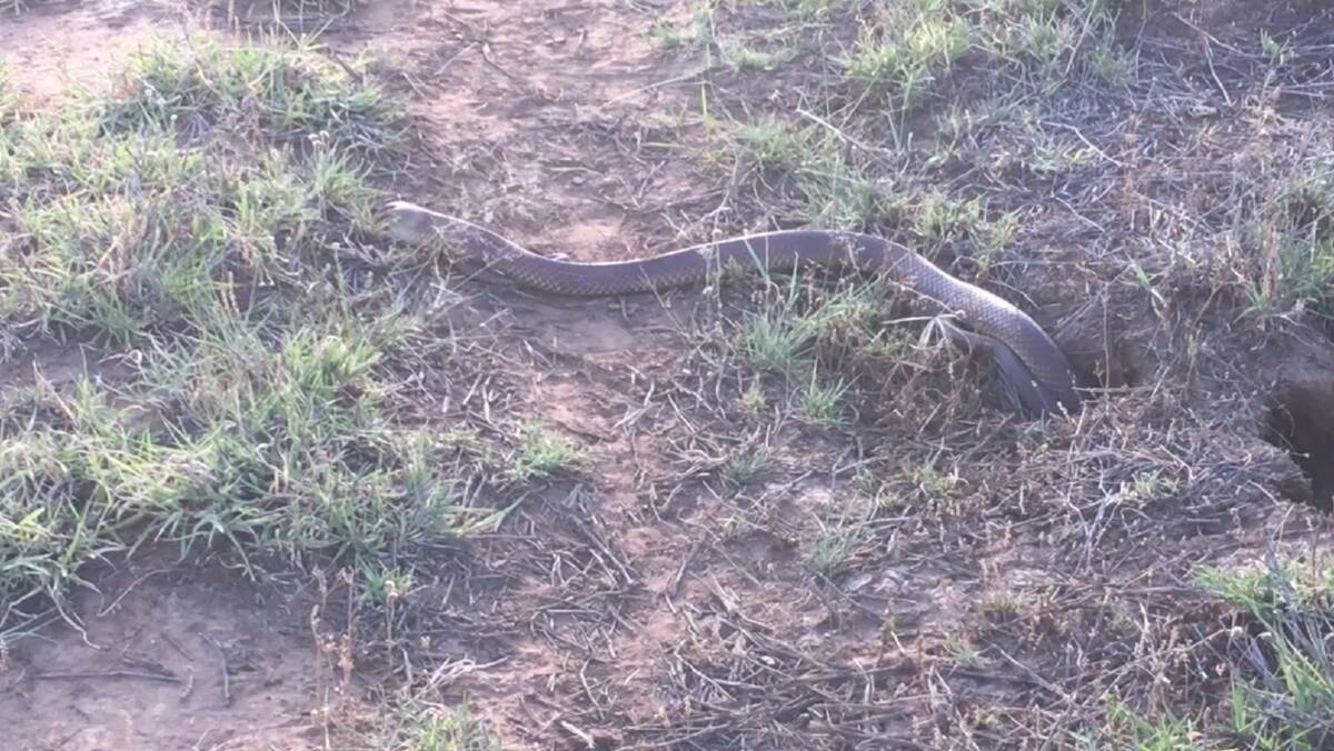 Mulga snake vs brown snake | Video