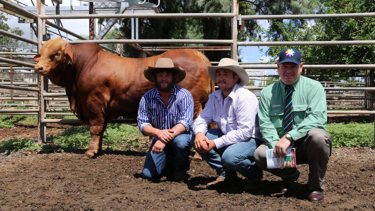 Medway Wanditta (P) D5 the equal top price $38,000 bull at the Highlands Droughtmaster Sale, Clermont, pictured with representing the Donaldson Family, Medway Droughtmasters is Brenten Donaldson,Tom Flohr, Red River Droughtmasters and Mark Scholes, Landmark.