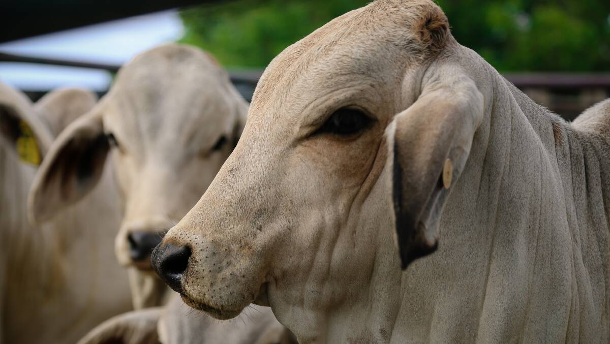 Quality Brahman heifers destined for the live export market.
