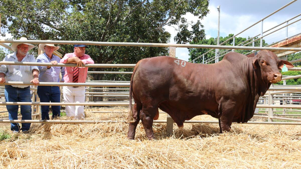 Redskin Harley (S)D4 $38,000 equal top price bull at the Highlands Droughtmaster Sale, Clermont, pictured with vendor Ken Rutherford, Redskin Droughtmasters, Morinish, Warren Kenny, Wajatryn Droughtmasters, Gayndah & Randall Spann, Elders.
