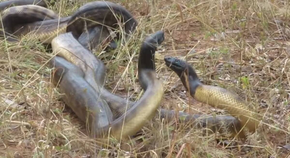 Black-headed pythons fight for love | Video