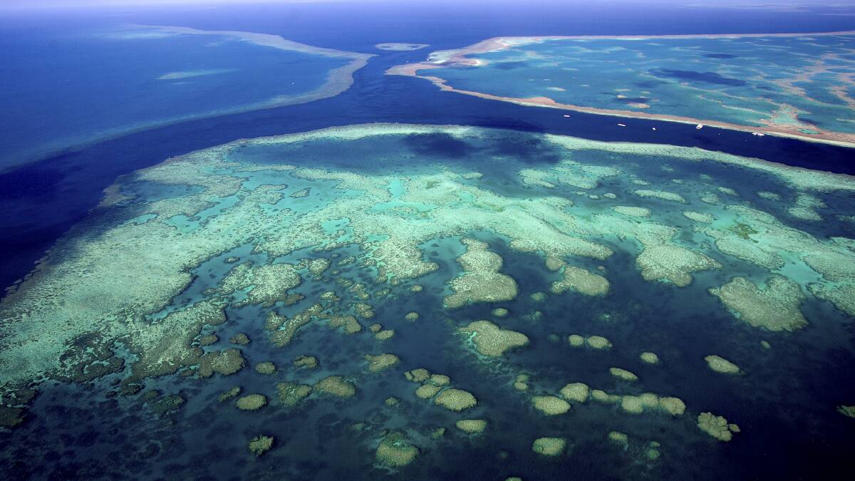 Alliance growing a Great Barrier Reef