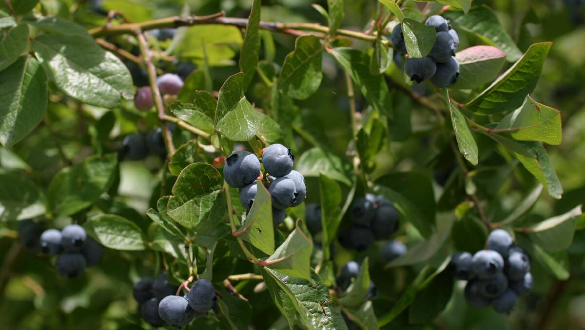 Blueberry production leaps ahead: ABARES