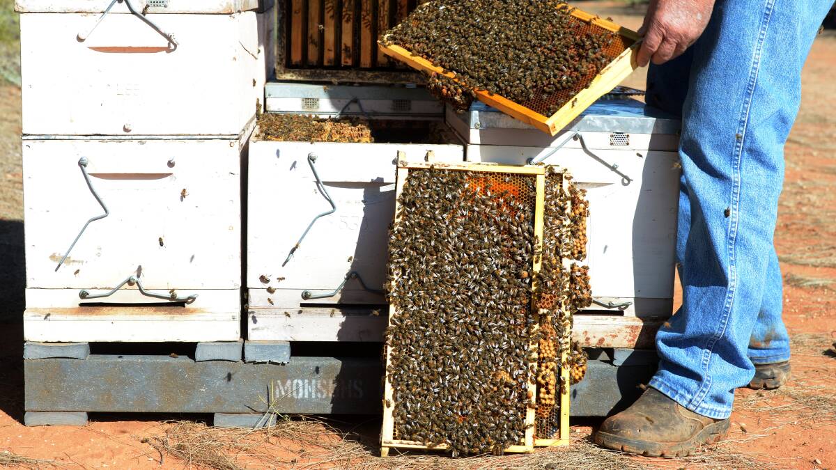HONEY MONEY: An ABARES survey report reveals beekeeping profits generally increased with the scale of operations in 2014-15, however, average profits were negative for those with less than 200 hives.