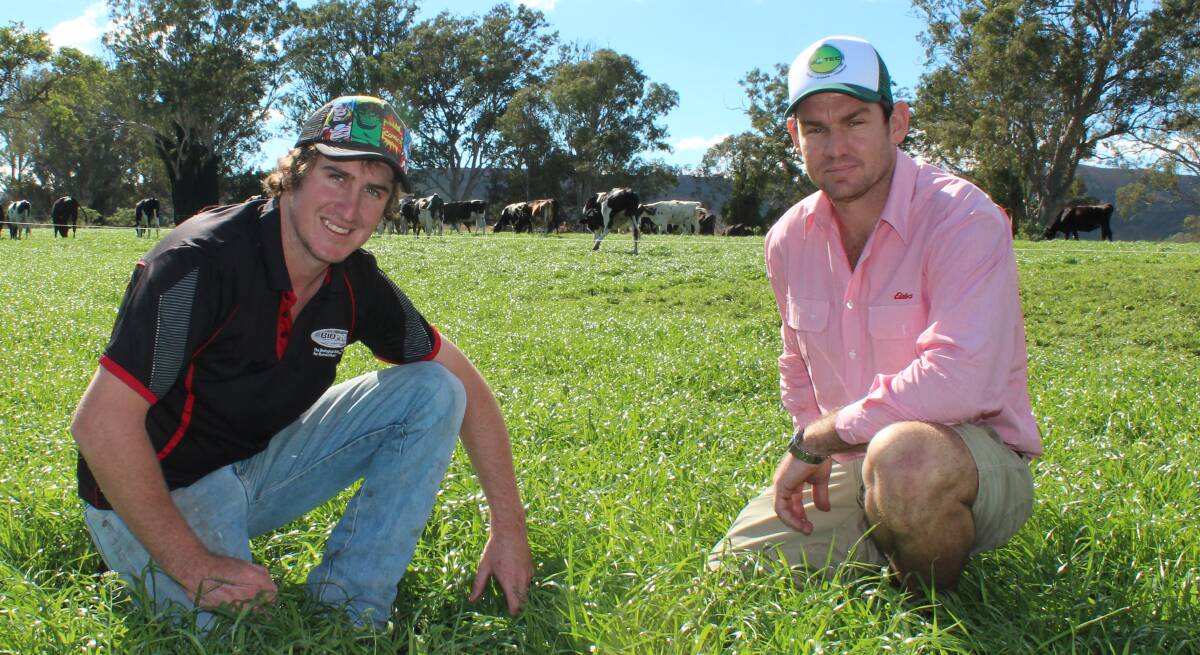 Winter crops: Round Mountain dairy producer Thomas Brook checking out his winter rye grass crop with Elders rural sales representitive Brendan Magee.