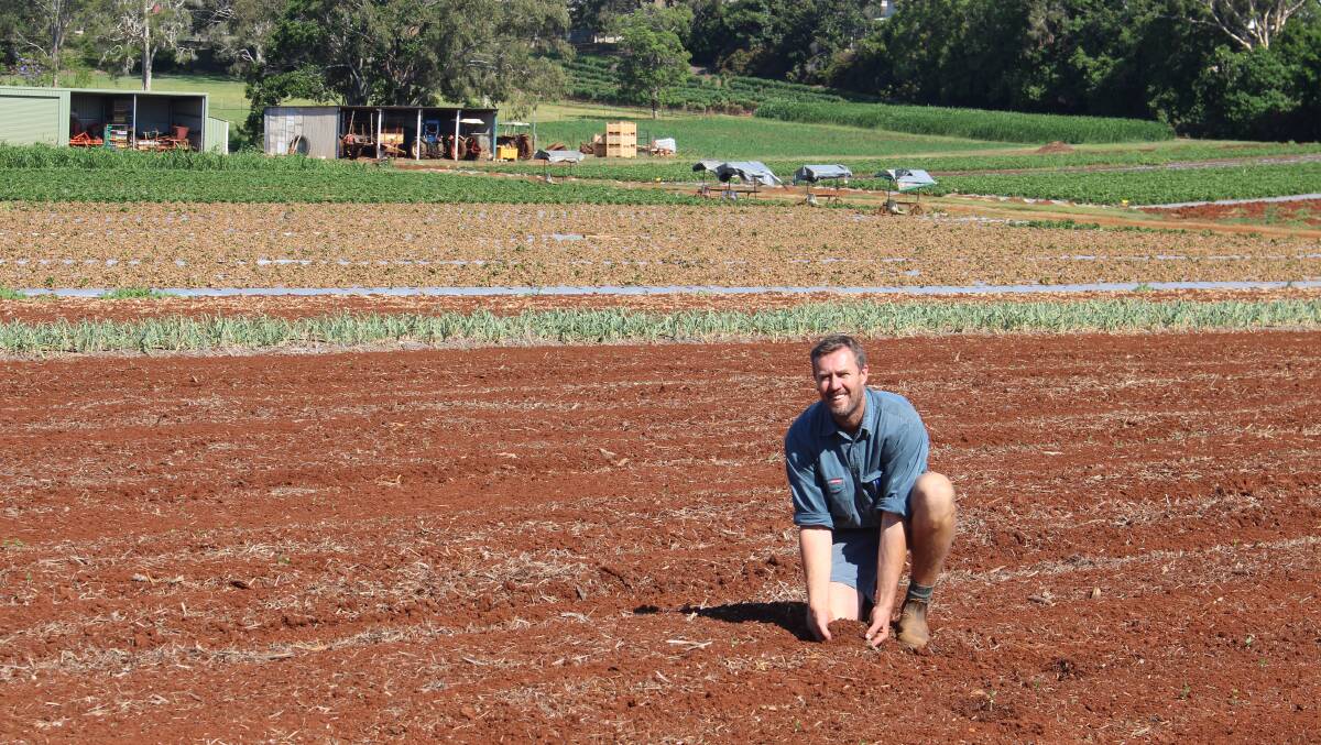 SOIL: The red soil of the Redlands and a micro climate is at the heart of the Wellington Point farm's success.