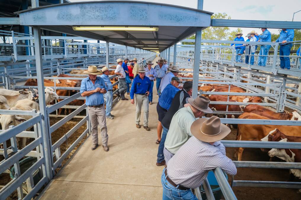 Cattle were mostly in good condition and were drawn from local areas with some lines from Theodore, Bauhinia Downs and Collinsville. 