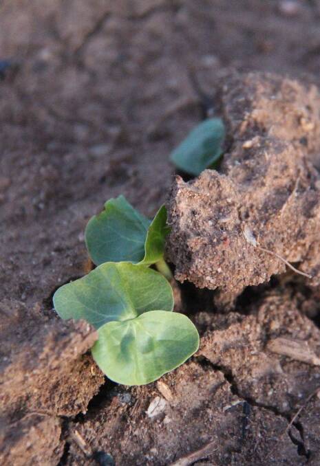 Help reduce the potential risk from herbicide spray drift near vulnerable cotton crops. Cotton Australia’s annual campaign to prevent off-target spray drift is in full swing.