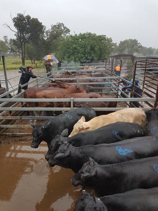 Bill Avis scanning bullocks at Monto Cattle and Country’s cattle sale in very damp conditions.
