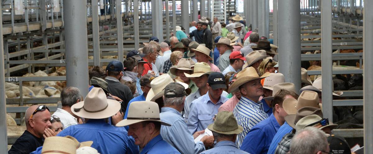 Droughtmaster cross cows sell to 266.2c